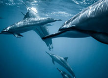 奇异果体育-申京33+9杜兰特33+8 火箭送灰熊三连败